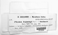 Phomopsis asparagi image